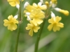 Primula smithiana