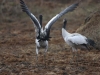 Black necked cranes